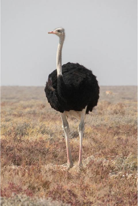 ダチョウの画像